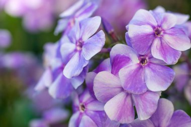 Pembe çiçek yaz bahçesinde kapanıyor