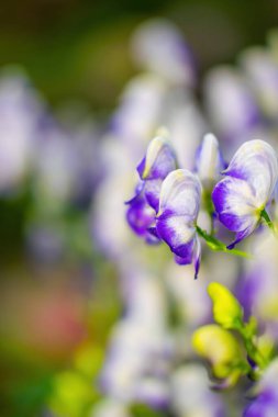 Aconitum, monkshood, Wolf olarak da bilinir..