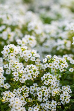 Küçük beyaz kokulu çiçekli halı.