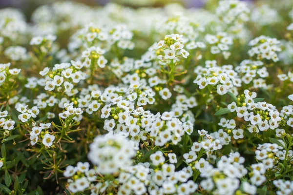 Dywan Małych Białych Pachnących Kwiatów Alyssum — Zdjęcie stockowe