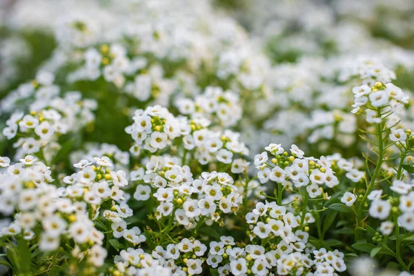 Χαλί Από Μικρά Λευκά Αρωματικά Άνθη Alyssum — Φωτογραφία Αρχείου