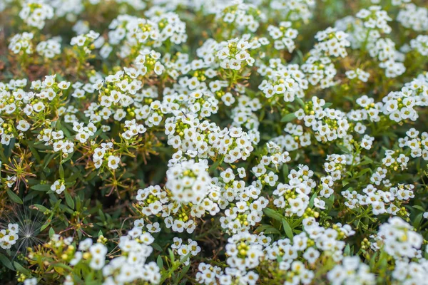 Килим Дрібних Білих Запашних Квітів Алісум — стокове фото