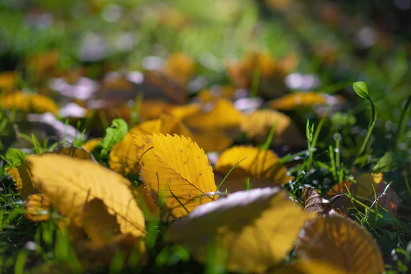 Liście Klonu Różnych Kolorach Jesiennych Jesienne Liście — Zdjęcie stockowe