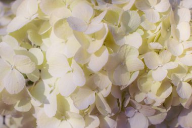 Güneşli bir günde bahçede çiçek açan ortancalar..