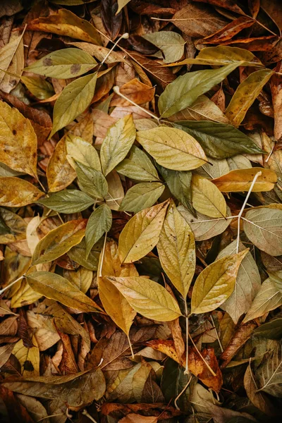 Fond Feuilles Humides Différentes Couleurs Automne Après Pluie — Photo