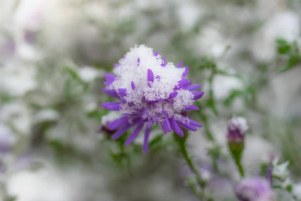 Virág Alpesi Mesterek Alatt Kertben Késő Ősszel Közelről — Stock Fotó