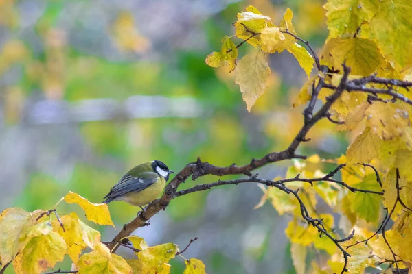 Titmouse Podzimním Dni Sedí Větvi Stromu — Stock fotografie