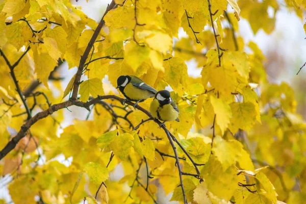 Titmouse Egy Őszi Napon Egy Faágon — Stock Fotó