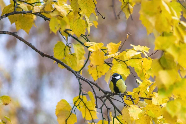 Titmouse Egy Őszi Napon Egy Faágon — Stock Fotó