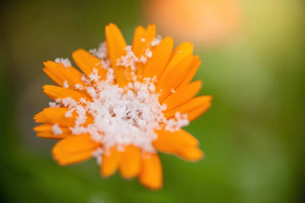 Flor Caléndula Bajo Nieve Jardín Finales Del Otoño Cerca — Foto de Stock