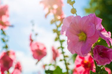 Bulanık bir arkaplanda parlak kırmızı mallow çiçekleri.
