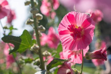 Bulanık bir arkaplanda parlak kırmızı mallow çiçekleri.