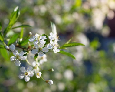 Güneşli bir günde baharda, beyaz çiçekli bir ağacın dalına..