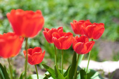 Kırmızı çiçek lalesi, bulanık bir arkaplana yakın..