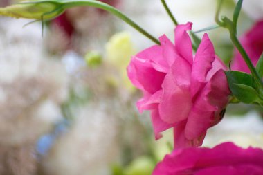 Eustoma çiçeklerinin çok güzel, çok renkli, yakın plan serisi..