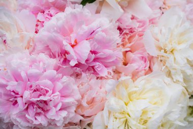 Pembe pion çiçeklerinin parlak, güzel çiçek dizilimi..