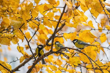 Titmouse bir sonbahar gününde bir ağaç dalında oturuyor..