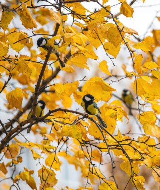 Titmouse bir sonbahar gününde bir ağaç dalında oturuyor..
