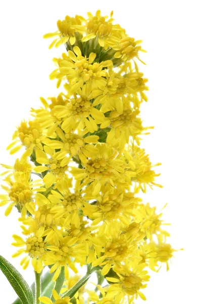 Virágzó Aranyrúd Fehér Alapon Elszigetelt Gyógy Dísz Méznövény — Stock Fotó