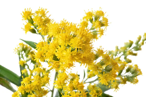 Vara Oro Con Flores Planta Medicinal Ornamental Miel Aislada Sobre — Foto de Stock