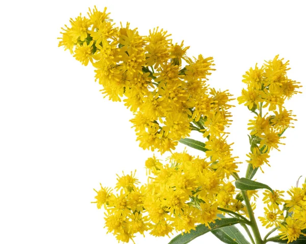 Złoty Pręt Kwiatowy Roślina Lecznicza Ozdobna Miodowa Wyizolowana Białym Tle — Zdjęcie stockowe