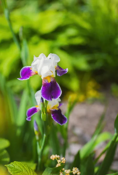 Iris Violeta Floreciente Día Verano Aire Libre Sobre Fondo Borroso — Foto de Stock
