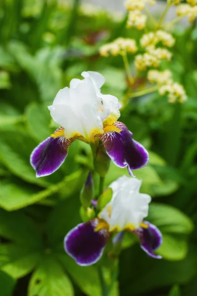 Iris Violeta Floreciente Día Verano Aire Libre Sobre Fondo Borroso — Foto de Stock