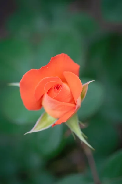 Oranžová Růže Květina Zblízka Zeleném Rozmazaném Pozadí — Stock fotografie