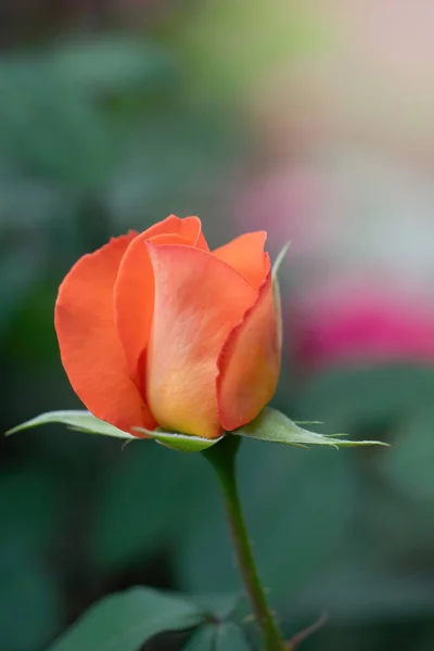 Oranžová Růže Květina Zblízka Zeleném Rozmazaném Pozadí — Stock fotografie