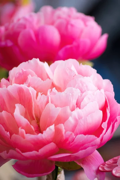 Arranjo Floral Bonito Brilhante Flores Pião Rosa Close — Fotografia de Stock