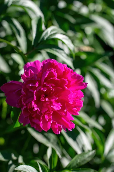 Arranjo Floral Bonito Brilhante Flores Pião Rosa Close — Fotografia de Stock