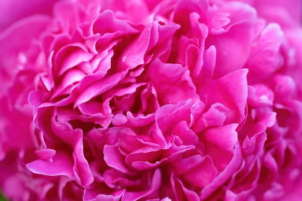 Bright Beautiful Floral Arrangement Pink Pion Flowers Close — Stock Photo, Image