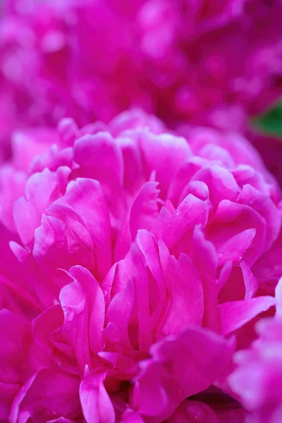 Яскрава Красива Квіткова Композиція Рожевих Піоновидних Квітів Крупним Планом — стокове фото