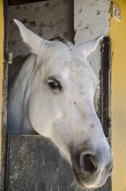 Kaballo blanco, hayvan bonito 