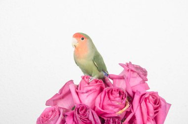 Yeşil kuş aşk kuşu doğa, hayvan özgürlüğü kafesinde uçar. 