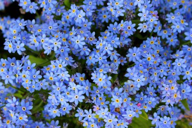 Bahar çiçekleri - Myosotis