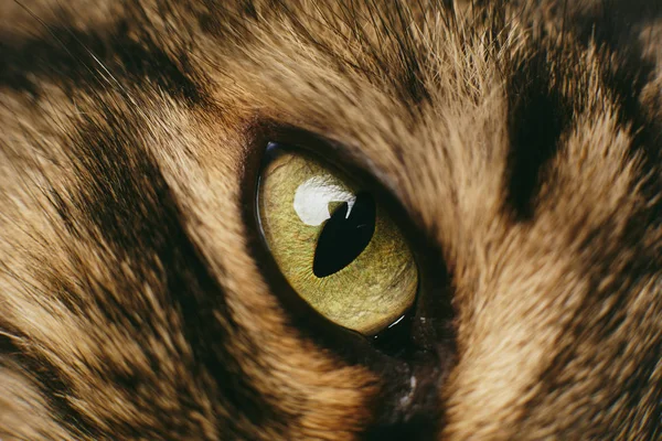 Macska szem Vértes — Stock Fotó