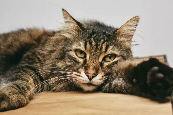 Sibirische Katze auf einem Tisch — Stockfoto