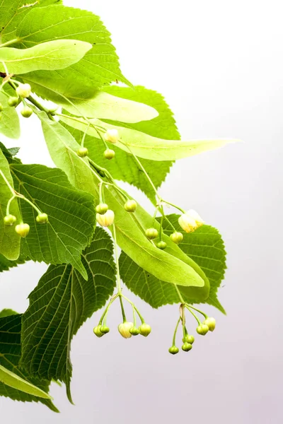 Linden blommor på vit — Stockfoto