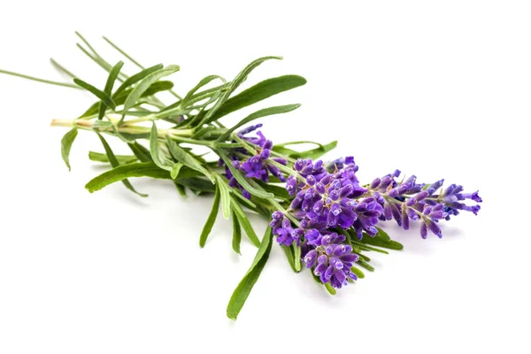 Lavanda su bianco — Foto Stock