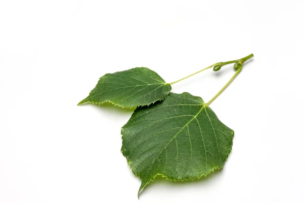 Lindenblätter Isoliert Auf Weißem Hintergrund — Stockfoto