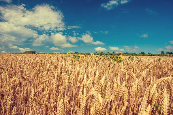 Zomer Landschap Met Tarweveld Gouden Tarweveld Toned — Stockfoto