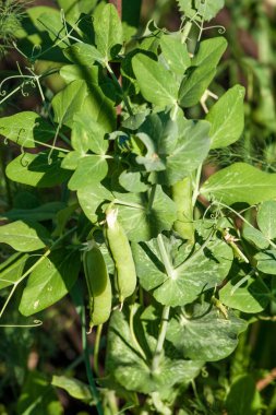 Taze bezelye sebze yaz bahçesinde. Doğal gıda.