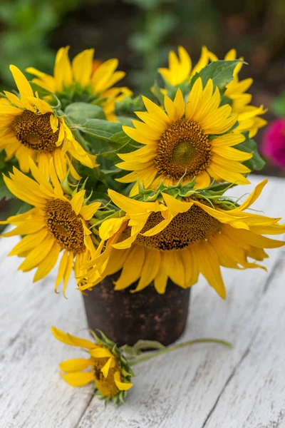 Bouquet Sunflowers Vase Placed Garden — Stock Photo, Image