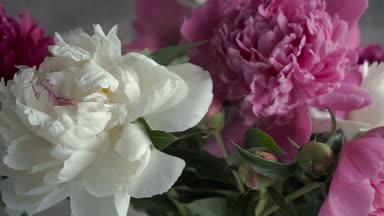 Cam vazo içinde sunulan renkli şakayık buket. Taze bahçe peonies.