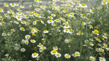 Çiçek açan chamomiles Rüzgar Tarlası. Orada nehir kıyısında çiçek açan chamomiles.