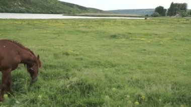 Nehir kenarında otlatma at. Kırsal manzara.