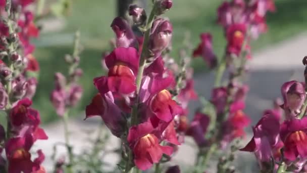 Dragão Pressão Antirrrhinum Majus Vento — Vídeo de Stock