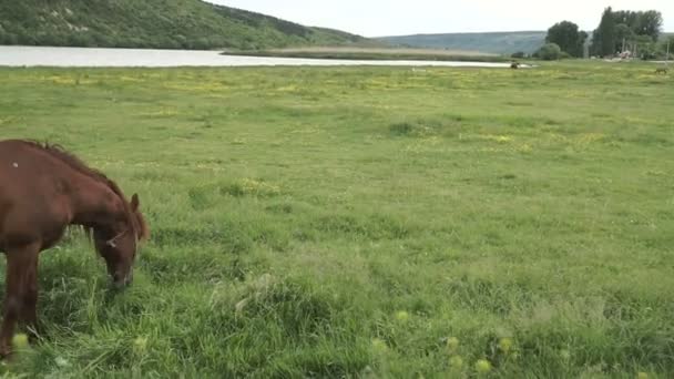 馬の川で放牧します 農村景観 — ストック動画