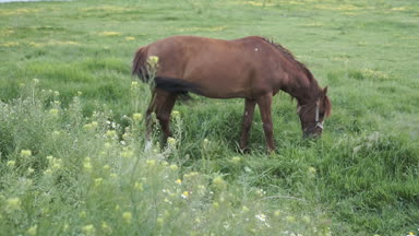 Nehir kenarında otlatma at. Kırsal manzara.